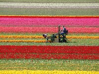 NL, Noord-Holland, Texel, Prins Hendrikpolder 7, Saxifraga-Foto Fitis-Sytske Dijksen