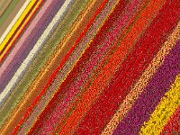 NL, Noord-Holland, Texel, Prins Hendrikpolder 8, Saxifraga-Foto Fitis-Sytske Dijksen