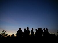 NL, Noord-Holland, Texel, Randweg 1, Saxifraga-Foto Fitis-Sytske Dijksen