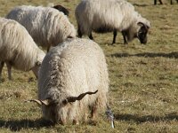 NL, Noord-Holland, Texel, Rommelpot 15, Saxifraga-Foto Fitis-Sytske Dijksen