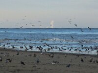 NL, Noord-Holland, Texel, Smoke Tata Steel IJmuiden, De Hors 188, Saxifraga-Foto Fitis-Sytske Dijksen