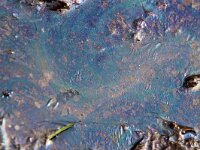 NL, Noord-Holland, Texel, Tureluur 5, Saxifraga-Foto Fitis-Sytske Dijksen