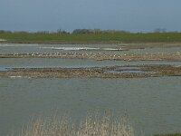NL, Noord-Holland, Texel, Utopia 44, Saxifraga-Willem van Kruijsbergen