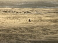 NL, Noord-Holland, Texel, Vuurtorenstrand 1, Saxifraga-Foto Fitis-Sytske Dijksen