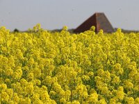 NL, Noord-Holland, Texel, Watermolenweg 1, Saxifraga-Foto Fitis-Sytske Dijksen