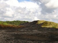 NL, Noord-Holland, Texel, Westerslag 2, Saxifraga-Foto Fitis-Sytske Dijksen