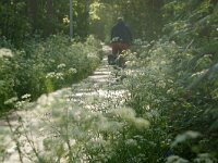 NL, Noord-Holland, Texel, Witteweg 1, Saxifraga-Foto Fitis-Sytske Dijksen