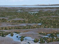 NL, Noord-Holland, Texel, Zeeburgwad 1, Saxifraga-Foto Fitis-Sytske Dijksen
