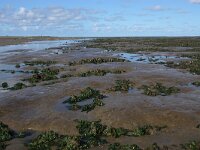 NL, Noord-Holland, Texel, Zeeburgwad 2, Saxifraga-Foto Fitis-Sytske Dijksen