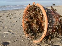 NL, Noord-Holland, Texel, paal 12 9, Saxifraga-Foto Fitis-Sytske Dijksen