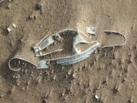 NL, Noord-Holland, Texel, paal 8 12, Saxifraga-Foto Fitis-Sytske Dijksen