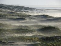NL, Noord-Holland, Texel, paal 8 6, Saxifraga-Foto Fitis-Sytske Dijksen