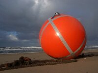 NL, Noord-Holland, Texel, paal 9 43, Saxifraga-Foto Fitis-Sytske Dijksen