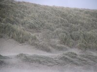 NL, Noord-Holland, Texel, paal 9 75, hail, Saxifraga-Sytske Dijksen