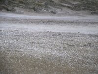 NL, Noord-Holland, Texel, paal 9 77, hail, Saxifraga-Sytske Dijksen