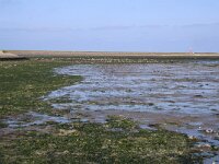 NL, Noord-Holland, Texel, wad De Cocksdorp 2, Saxifraga-Foto Fitis-Sytske Dijksen