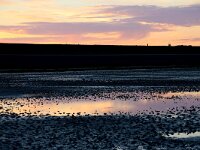NL, Noord-Holland, Texel, wad De Cocksdorp 5, Saxifraga-Foto Fitis-Sytske Dijksen