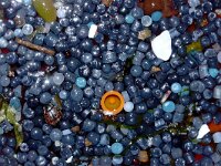 NL, Noord-Holland, mermaids tears of nurdles,Texel 70, Saxifraga-Foto Fitis-Sytske Dijksen