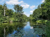 NL, Noord-Holland, Wijdemeren, s-Graveland 2, Saxifraga-Tom Heijnen