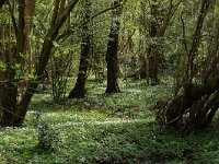 NL, Overijssel, Dinkelland, Achter de Voort 10, Saxifraga-Hans Boll