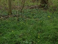 NL, Overijssel, Dinkelland, Achter de Voort 18, Saxifraga-Hans Boll