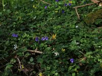 NL, Overijssel, Dinkelland, Achter de Voort 4, Saxifraga-Hans Boll