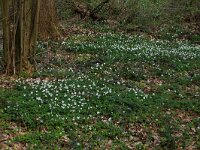 NL, Overijssel, Dinkelland, Achter de Voort 6, Saxifraga-Hans Boll