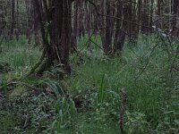 NL, Overijssel, Dinkelland, Agelerbroek 9, Saxifraga-Hans Boll