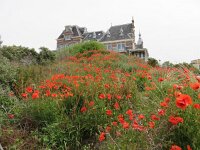 NL, Zeeland, Veere, Domburg 5, Saxifraga-Foto Fitis-Sytske Dijksen : Zeeland 2015