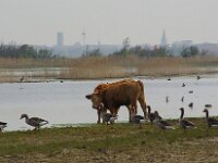 NL, Zeeland, Veere, Domburg 6, Saxifraga-Foto Fitis-Sytske Dijksen