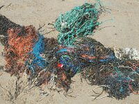 NL, Zeeland, Veere, Zoutelande 1, Saxifraga-Jan van der Straaten