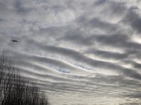 Row of wave shaped clouds, Stratocumulus stratiformis undulatus  Row of wave shaped clouds, Stratocumulus stratiformis undulatus : row, wave, waves, wave shaped, cloud, clouds, Stratocumulus stratiformis undulatus, Stratocumulus stratiformis, Stratocumulus, waving, undulate, undulating, clouded, sky, clouded sky, dark sky, skyscape, low cloud, low clouds, grey, gray, outdoor, outside, outdoors, nobody, no people, winter, wintertime