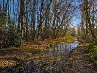 Autumn colors and bare trees in a Dutch park, Alblasserdam, South Holland, Netherlands  Autumn colors and bare trees in a Dutch park, Alblasserdam, South Holland, Netherlands : green, ditch, water, park, tree, trees, yellow, nature, natural, growth, color, colorful, outside, outdoor, outdoors, nobody, no people, season, fall, autumn, rural, landscape, rural landscape, rural scene, non-urban landscape, non-urban scene, oudoor, autumnal, Alblasserdam, south holland, netherlands, dutch, autumn colors, bare trees, bare tree, brown, shadow, shadows, blue, blue sky, sky, holland