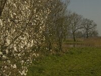 NL, Noord-Brabant, Baarle-Nassau, De Manke Goren 178, Saxifraga-Marijke Verhagen