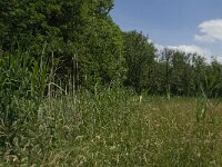 NL, Noord-Brabant, Baarle-Nassau, Halsche Beemden 169, Saxifraga-Jan van der Straaten