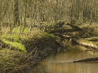 NL, Noord-Brabant, Baarle-Nassau, Halsche Beemden 199, Saxifraga-Marijke Verhagen