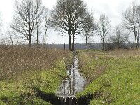 NL, Noord-Brabant, Baarle-Nassau, Halsche Beemden 99, Saxifraga-Willem van Kruijsbergen