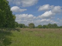 NL, Noord-Brabant, Baarle-Nassau, Hoekbeemden 2, Saxifraga-Jan van der Straaten