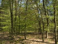 NL, Noord-Brabant, Baarle-Nassau, Kromme Hoek 61, Saxifraga-Willem van Kruijsbergen,