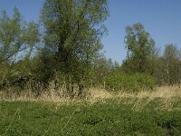 NL, Noord-Brabant, Baarle-Nassau, Kromme Hoek 74, Saxifraga-Willem van Kruijsbergen,