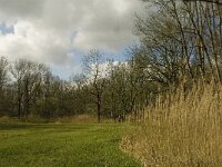 NL, Noord-Brabant, Baarle-Nassau, Kromme Hoek 84, Saxifraga-Jan van der Straaten