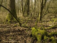 NL, Noord-Brabant, Baarle-Nassau, Kromme Hoek 88, Saxifraga-Jan van der Straaten