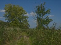 NL, Noord-Brabant, Hilvarenbeek, Den Opslag 5, Saxifraga-Jan van der Straaten