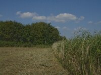 NL, Noord-Brabant, Hilvarenbeek, Den Opslag 7, Saxifraga-Jan van der Straaten