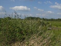 NL, Noord-Brabant, Hilvarenbeek, Spruitenstroompje 62, Saxifraga-Jan van der Straaten