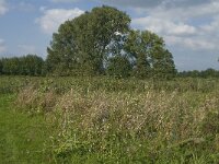 NL, Noord-Brabant, Hilvarenbeek, Spruitenstroompje 73, Saxifraga-Jan van der Straaten