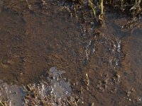 NL, Noord-Brabant, Oisterwijk, De Gement 17, Saxifraga-Jan van der Straaten