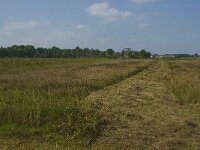 NL, Noord-Brabant, Oisterwijk, De Gement 23, Saxifraga-Jan van der Straaten