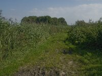 NL, Noord-Brabant, Oisterwijk, Den Opslag 21, Saxifraga-Jan van der Straaten