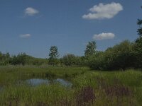 NL, Noord-Brabant, Tilburg, De Brand 5, Saxifraga-Jan van der Straaten